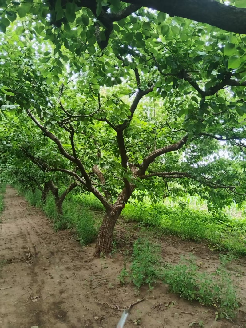 杏树，壮年，有实用价值，观赏价值，景观树