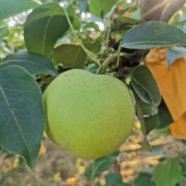 绿宝石梨