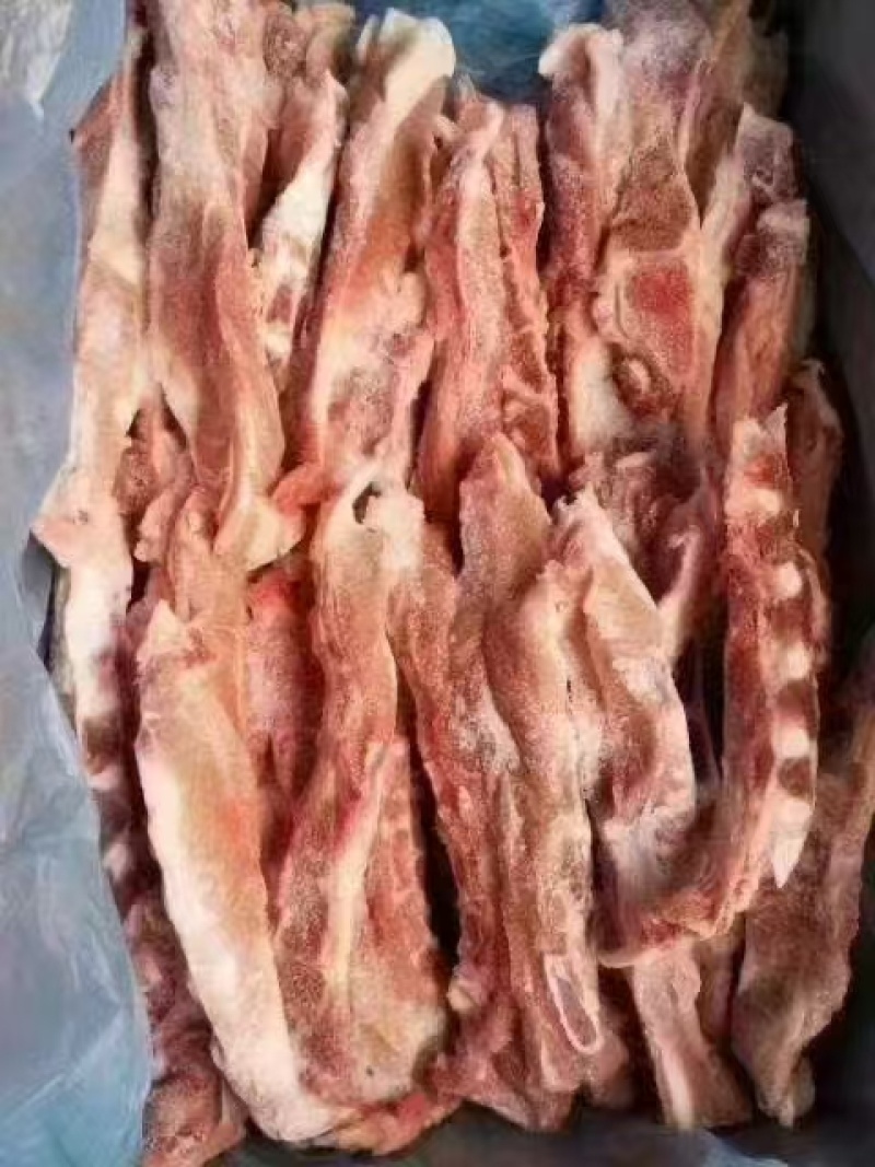 猪胸骨