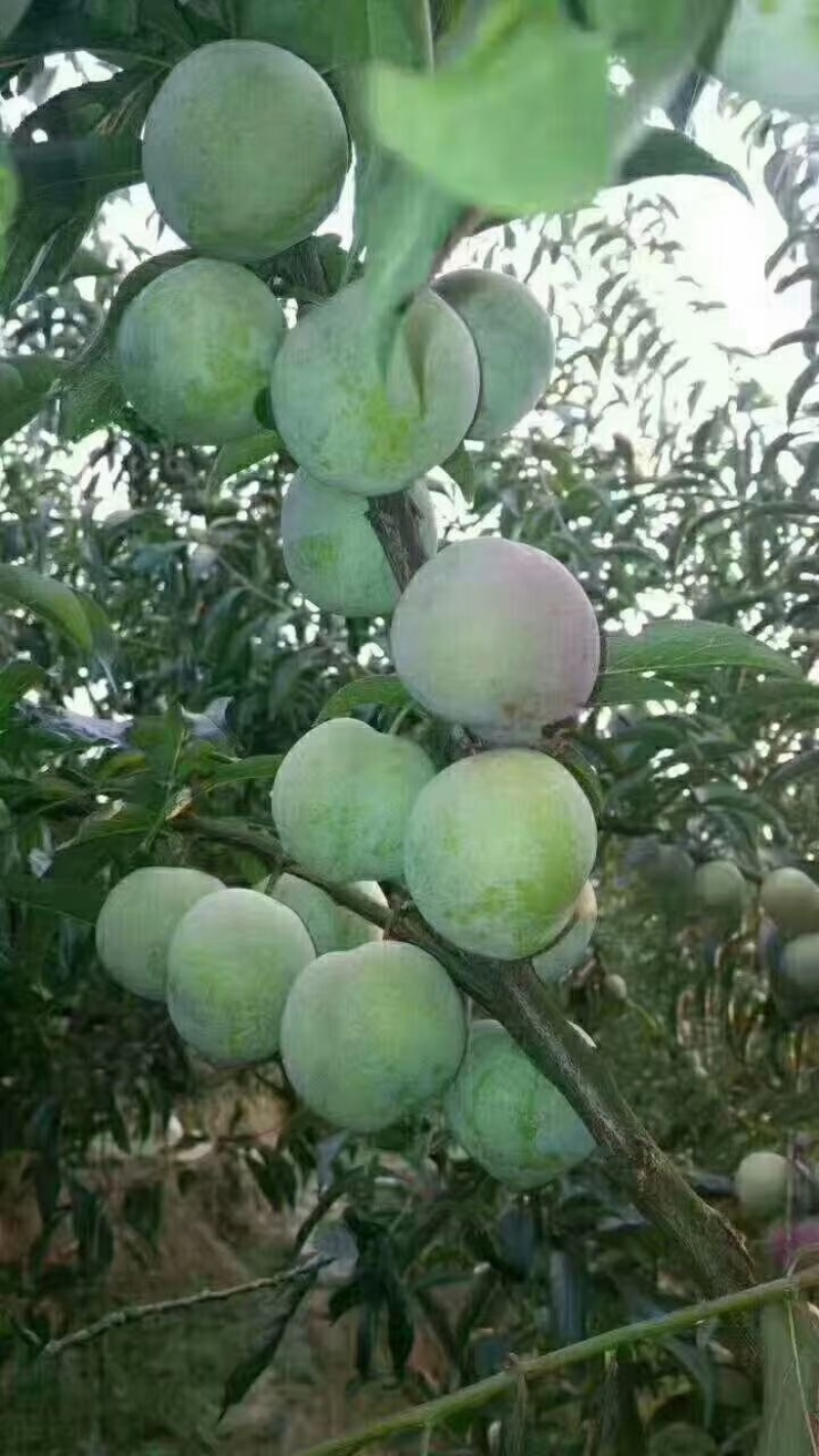 绥江半边红带办