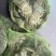 精品生态六月黄大闸蟹，自产自销价格实惠！好评率100%
