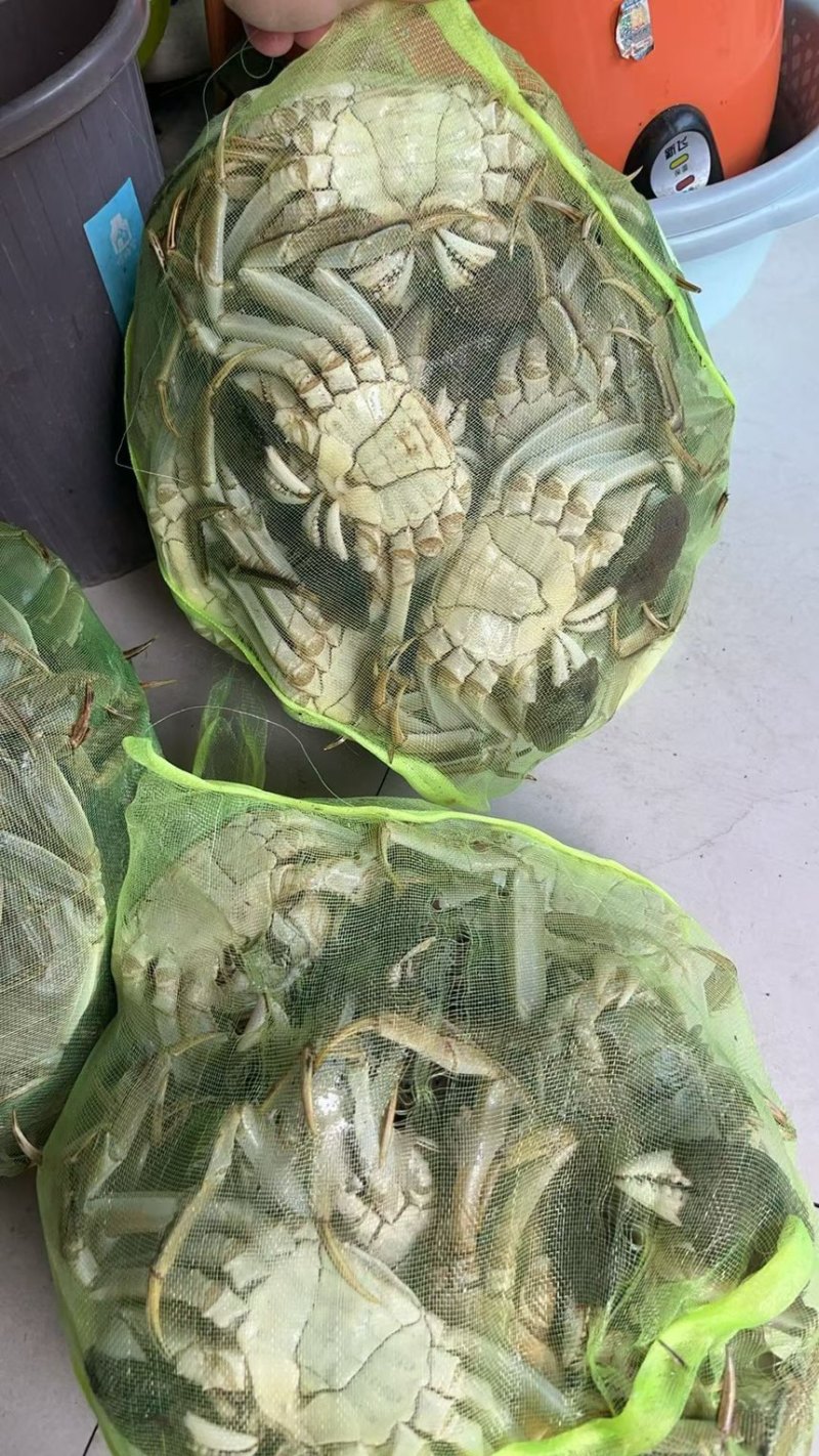 精品生态六月黄大闸蟹，自产自销价格实惠！好评率100%