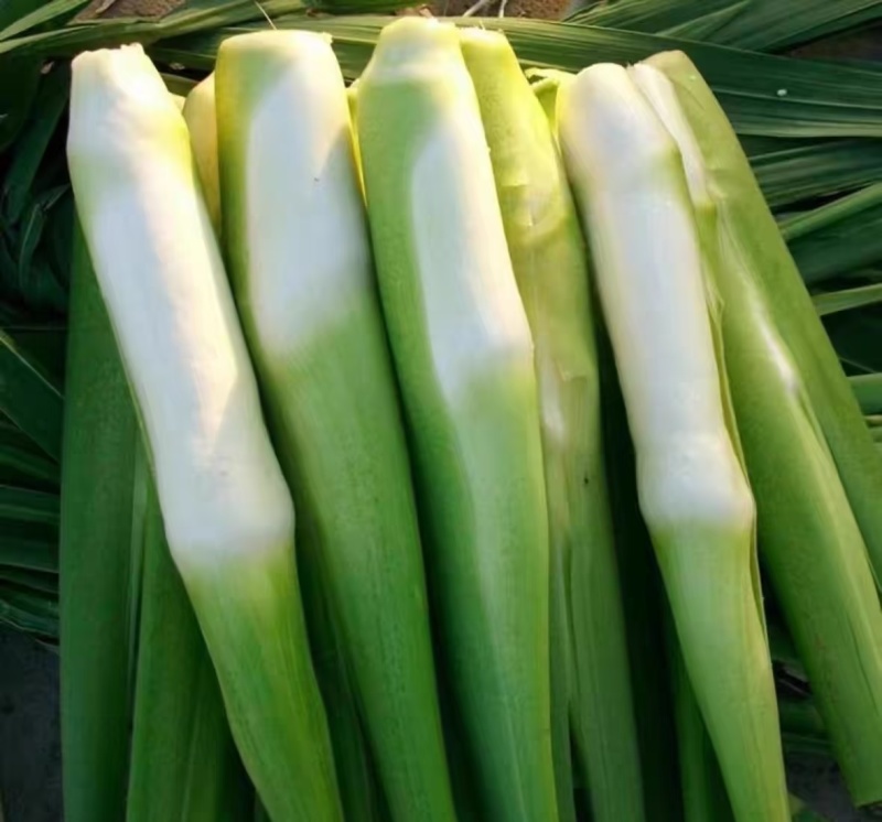 精品优质茭白，各种品类，全国发货，价格美丽