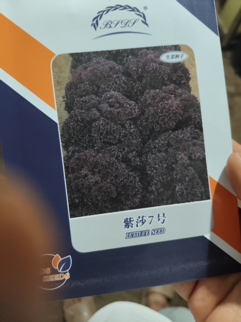 红珊瑚生菜苗（品种：紫莎七号）/产区直发/货源充足