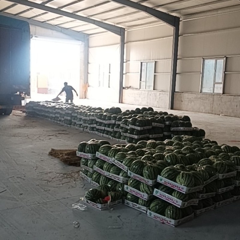 精品冰糖麒麟西瓜现货大量有货自家基地欢迎来电