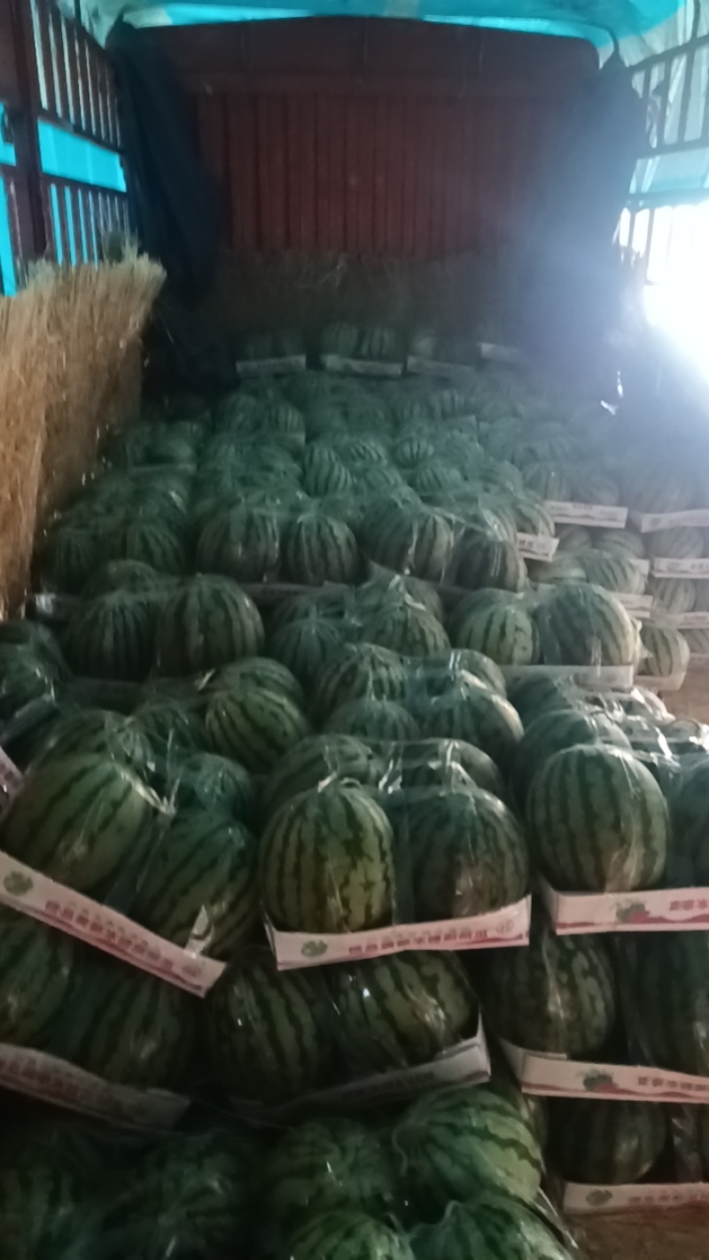 精品冰糖麒麟西瓜现货大量有货自家基地欢迎来电