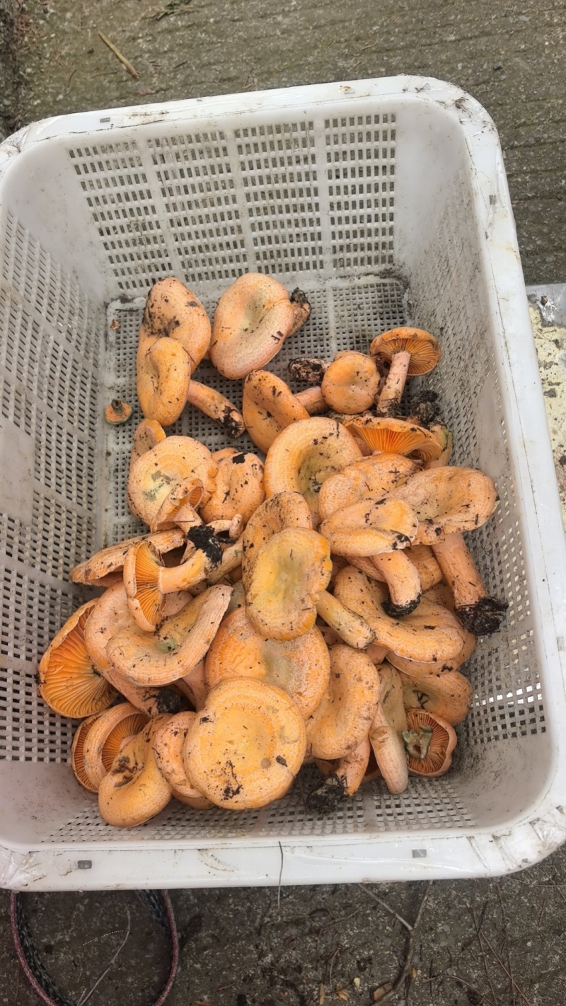 精品野生菌