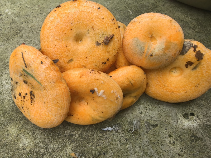 精品野生菌