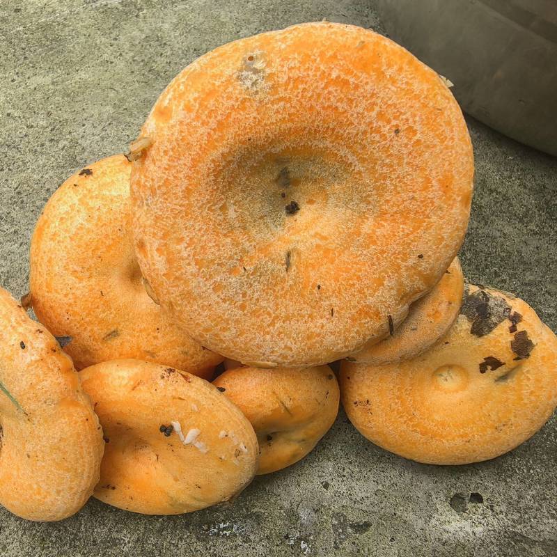 精品野生菌