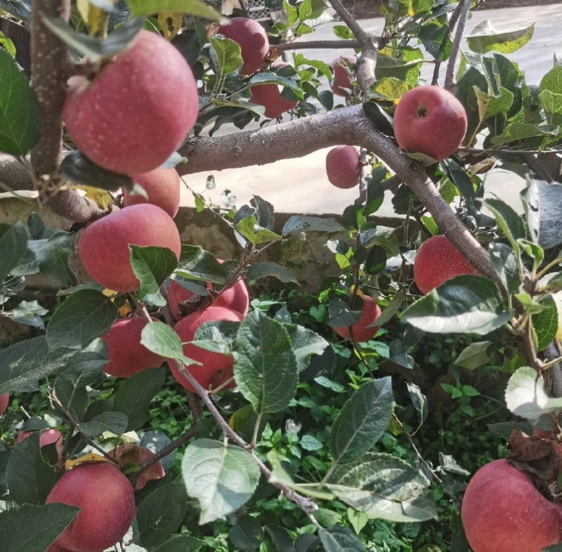 昭通苹果早熟红露苹果，对接市场，商超。全国发货，质量保证