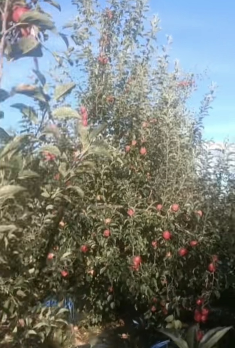 昭通苹果早熟红露苹果，对接市场，商超。全国发货，质量保证