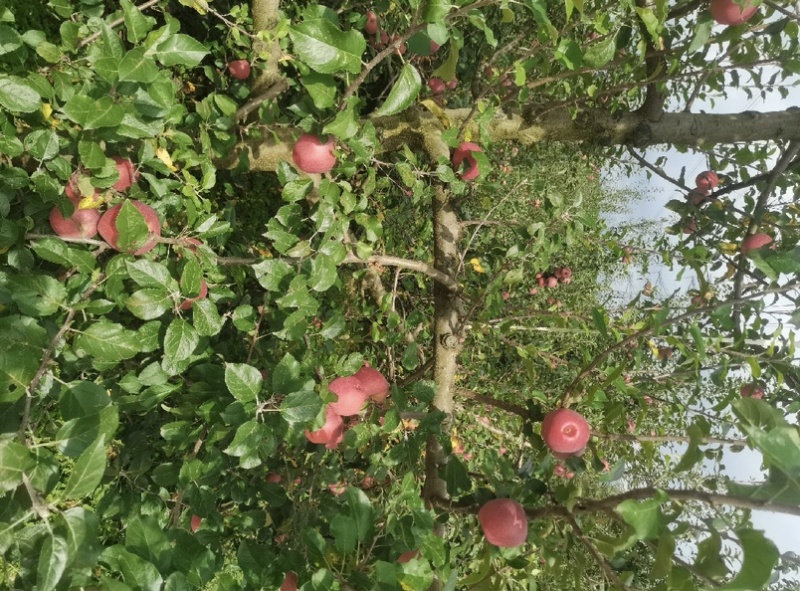 昭通苹果早熟红露苹果，对接市场，商超。全国发货，质量保证
