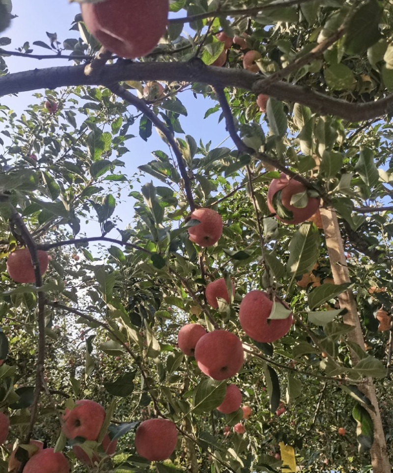 昭通苹果早熟红露苹果，对接市场，商超。全国发货，质量保证