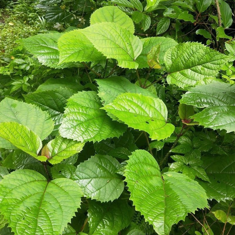 现挖臭牡丹苗臭八宝苗臭牡丹苗绿植多年生植物苗野生臭牡丹花