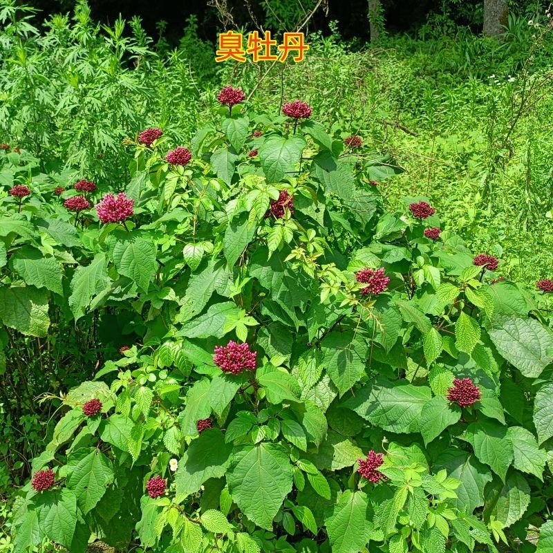 现挖臭牡丹苗臭八宝苗臭牡丹苗绿植多年生植物苗野生臭牡丹花