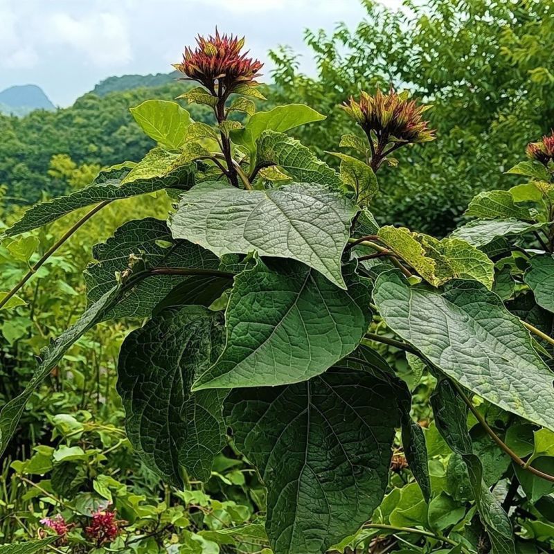 现挖臭牡丹苗臭八宝苗臭牡丹苗绿植多年生植物苗野生臭牡丹花