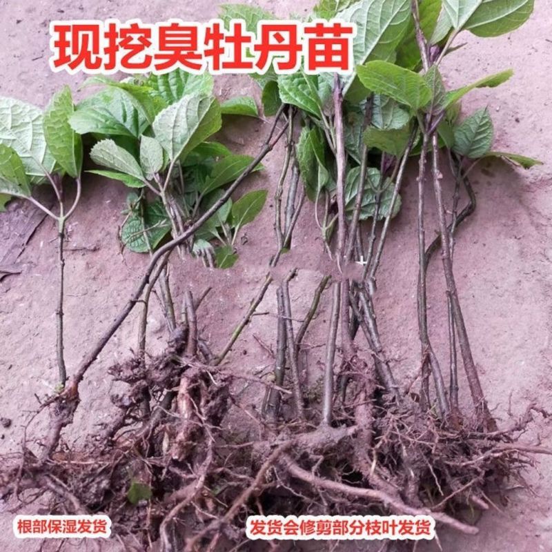 现挖臭牡丹苗臭八宝苗臭牡丹苗绿植多年生植物苗野生臭牡丹花