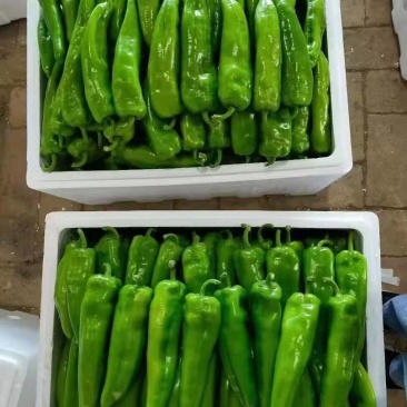 辣椒,鲜辣椒大量上市,大量供应,欢迎新老朋友积极选购
