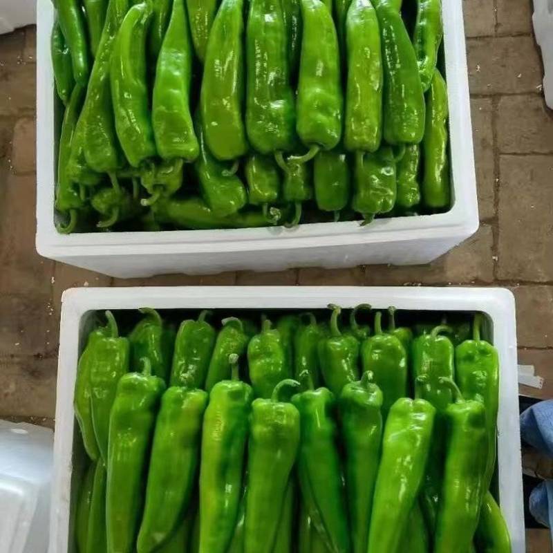 辣椒，鲜辣椒大量上市，大量供应，欢迎新老朋友积极选购
