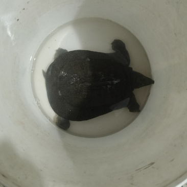 甲鱼
