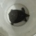 甲鱼