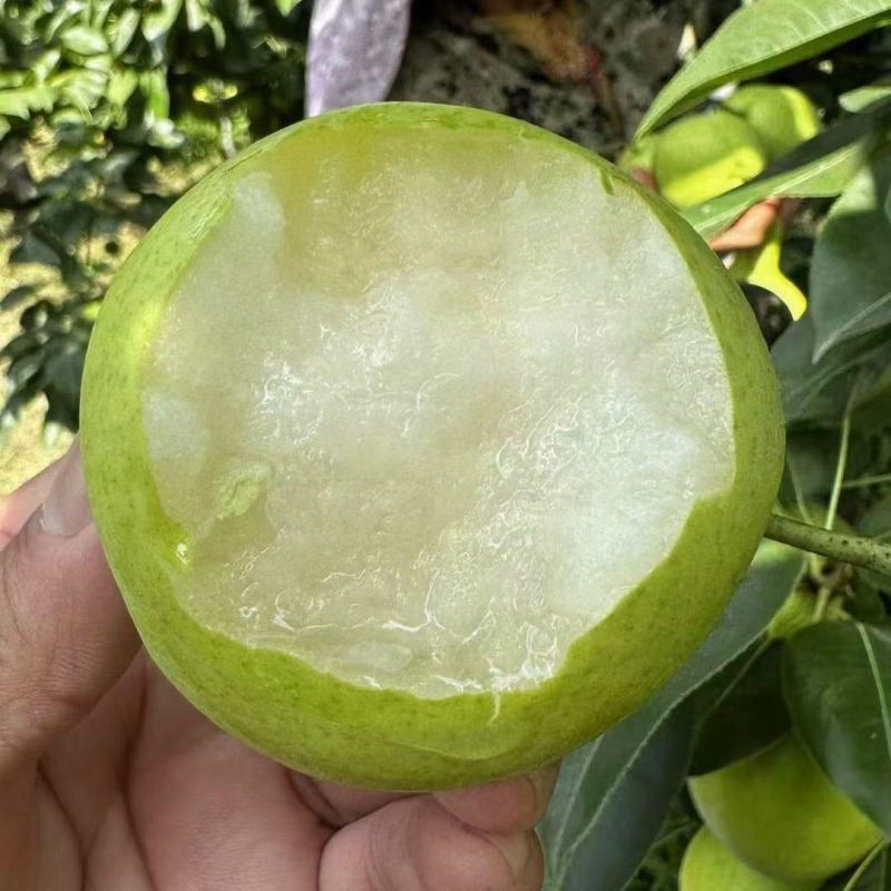 【推荐】翠玉梨产地直发保质保量脆甜多汁量大优惠