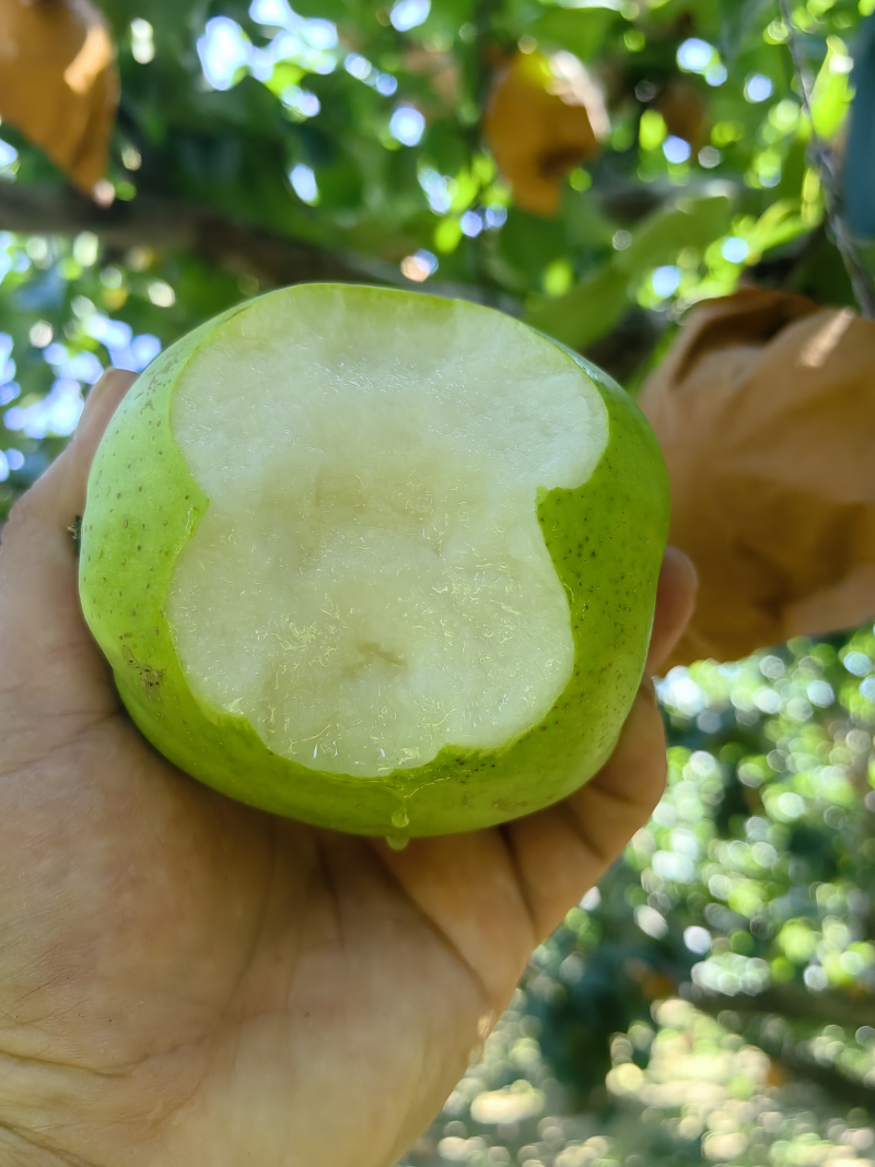 【推荐】翠玉梨产地直发保质保量脆甜多汁量大优惠