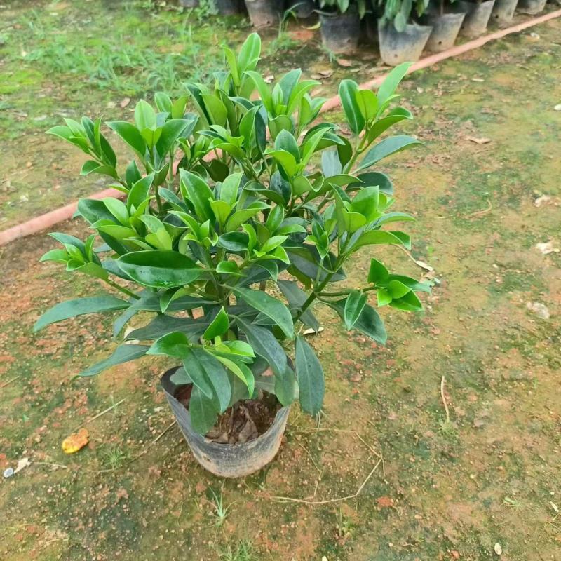 十斤袋非洲茉莉