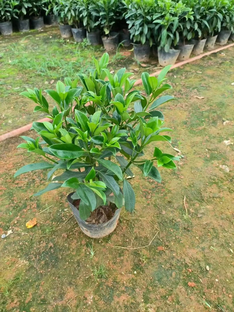 十斤袋非洲茉莉
