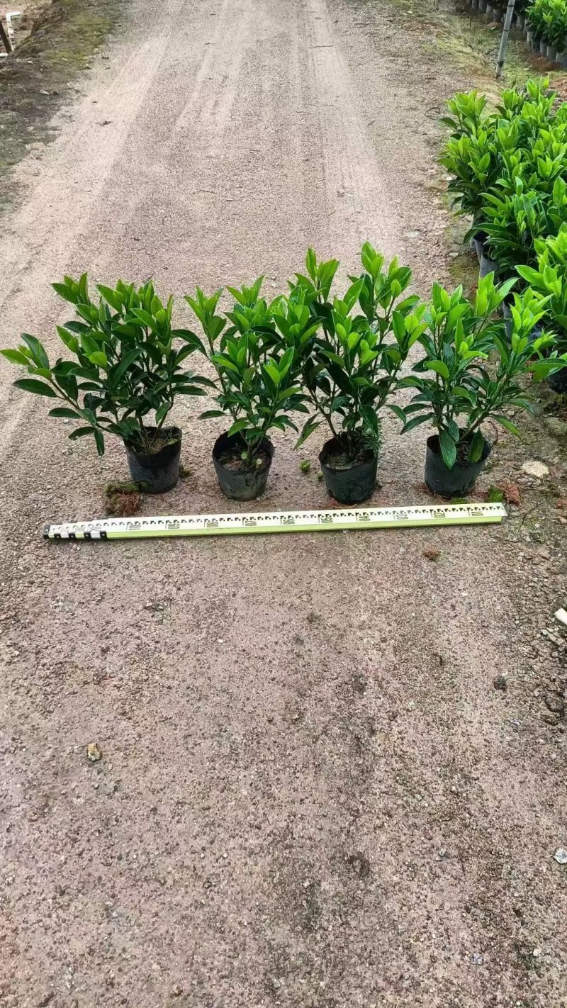 十斤袋非洲茉莉