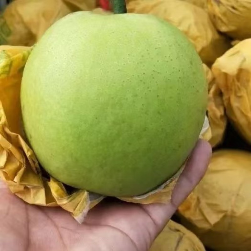 【苏翠一号】精品酥梨口感酥甜种植基地现摘现发质优价廉物超所值