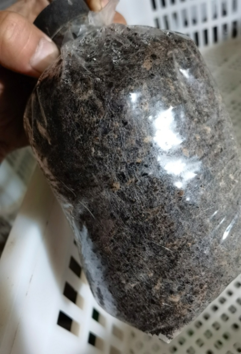 草菇菌种