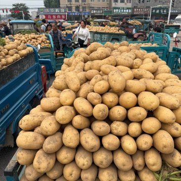 黄心土豆产地直发全国