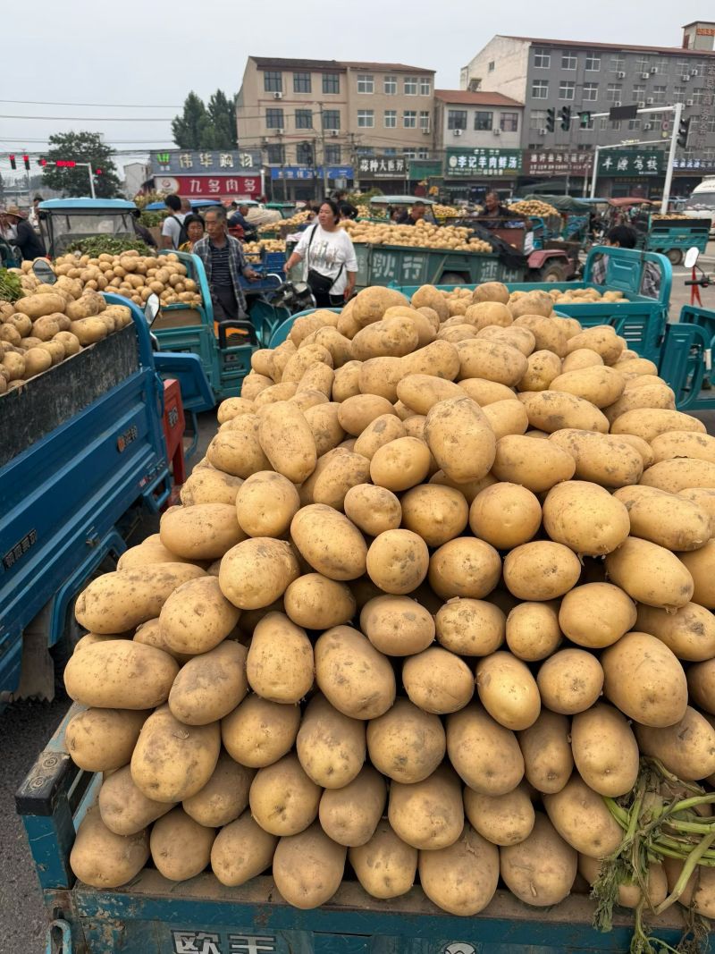 黄心土豆产地直发全国