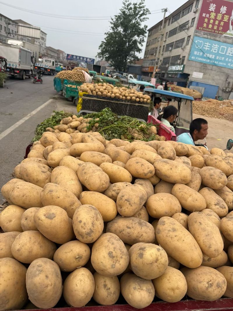 黄心土豆产地直发全国