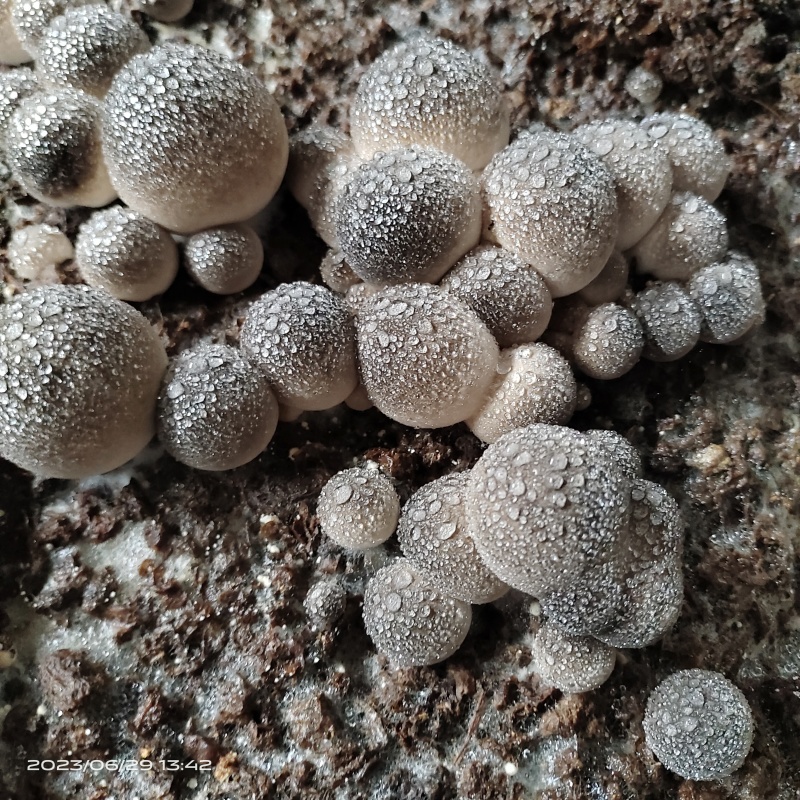 草菇菌种