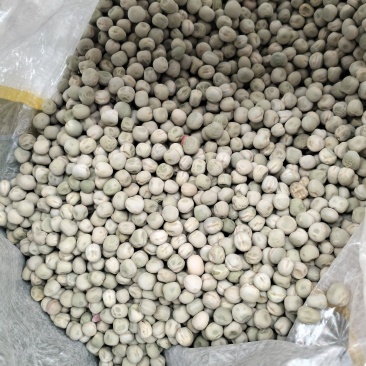 荣涛9号豌豆