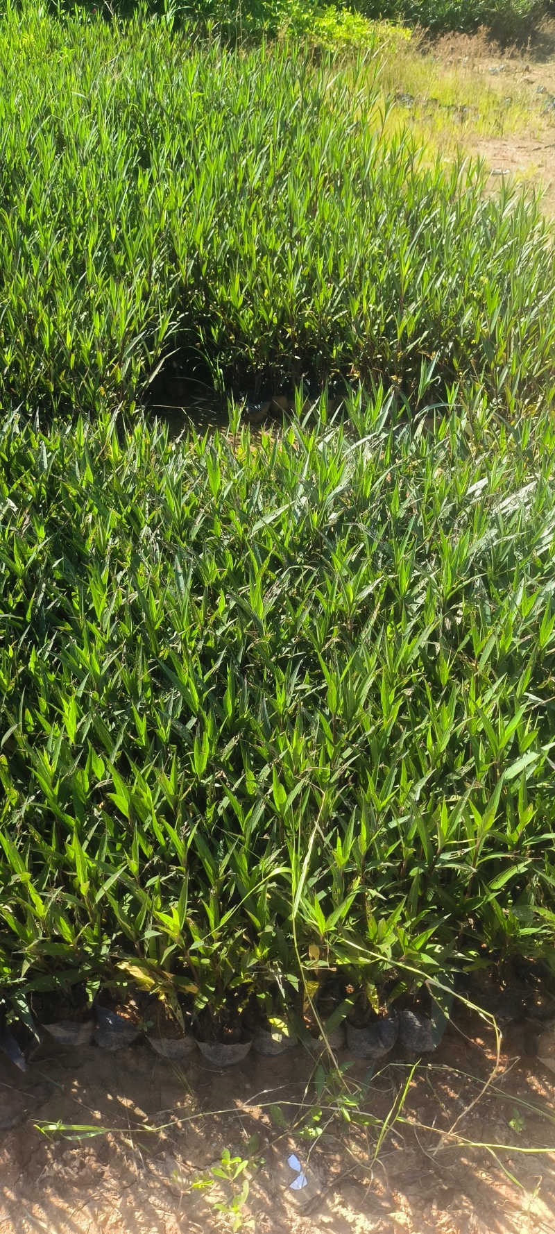 翠芦莉七斤袋