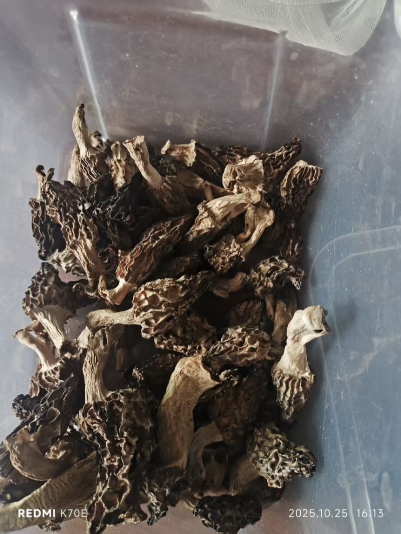 【羊肚菌】野生羊肚菌大山深处天然生长只有2斤欢迎咨询下单
