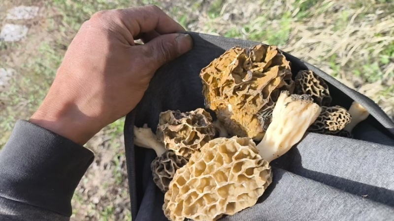 【羊肚菌】野生羊肚菌大山深处天然生长只有2斤欢迎咨询下单