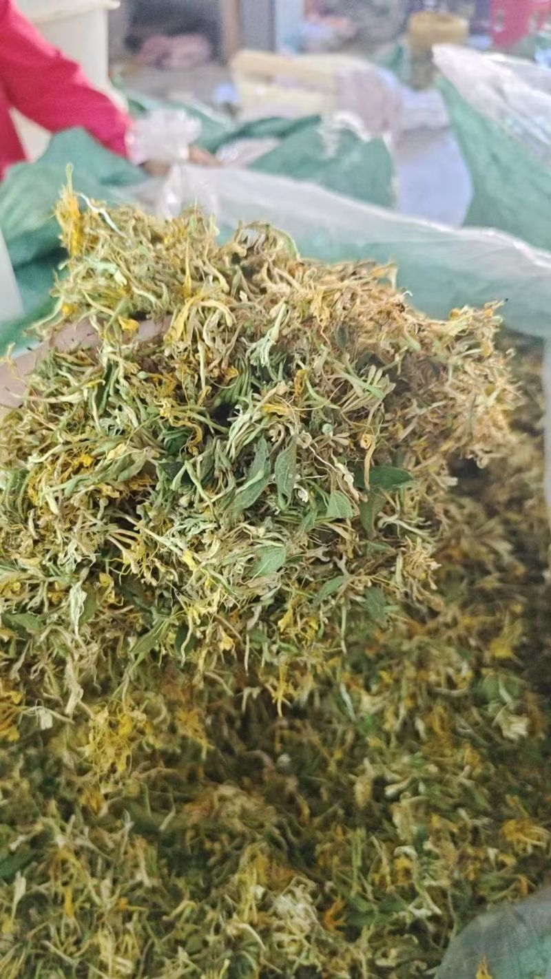 贵州安龙，金银花无硫无霉，质量保证产地直销大量供应