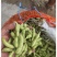毛豆大量上市