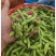 毛豆大量上市