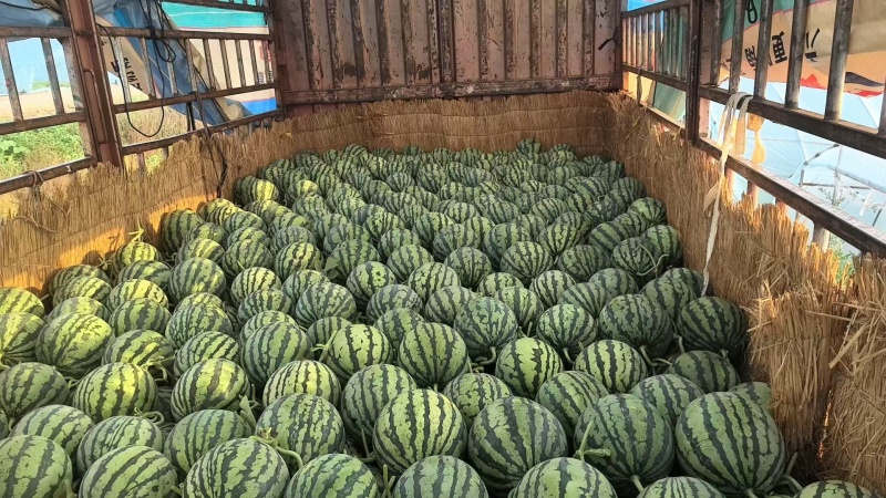 精品冰糖麒麟西瓜现货大量有货自家基地欢迎来电