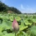 湘莲水果莲蓬