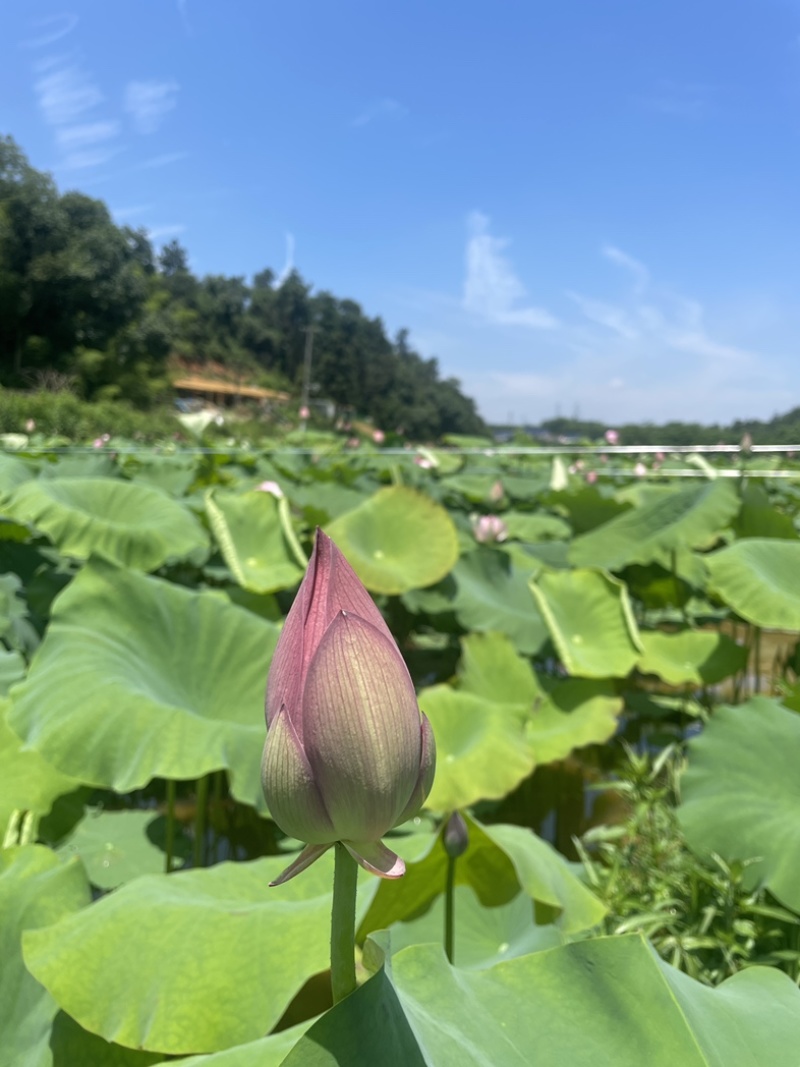 湘莲水果莲蓬