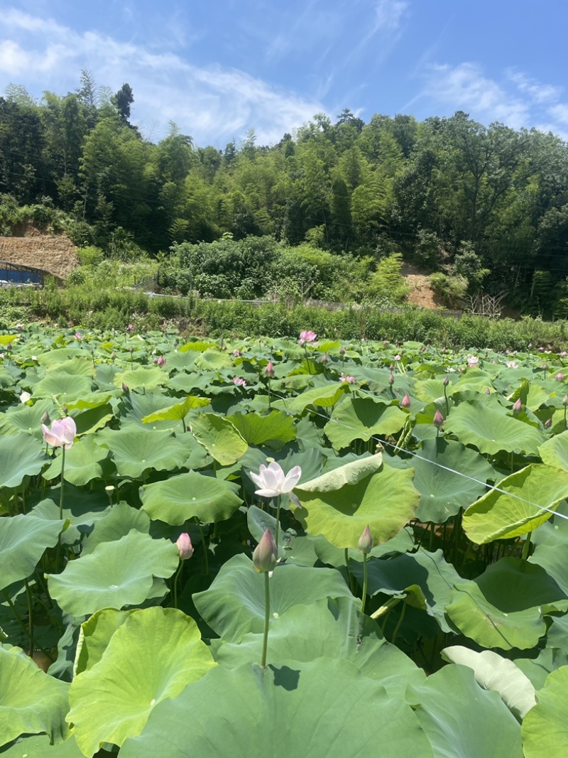 湘莲水果莲蓬