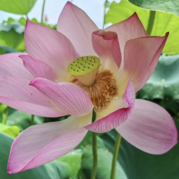 湘莲水果莲蓬