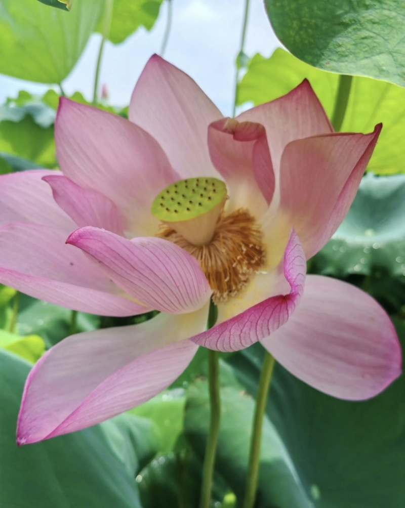 湘莲水果莲蓬