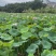 湘莲水果莲蓬